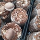 서해8농장 이미지