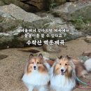 수락산계곡 | 서울 애견동반 계곡 후기 | 수락산 벽운계곡에서 강아지랑 물놀이 즐겨요
