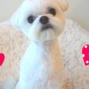 코코스퀘어 애견미용 이미지