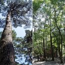 금강송체험야영장 이미지