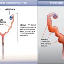 안산 센트럴 동물병원 이미지