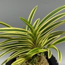 욱일농장 이미지