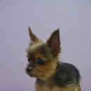 정다운애견미용 이미지