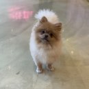 코모네 펫하우스 이미지