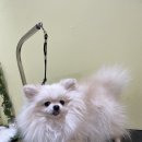 단아하개 이미지