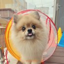 용인강남학교 | 용인애견호텔 대신 강남으로 픽한 강아지 애견호텔 찐 후기