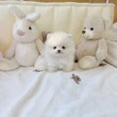 포메라니안분양 포메분양 세이블포메라니안분양 강아지분양 폼스키분양 허스키분양 사모예드분양 요크셔테리어분양 시츄분양 이미지