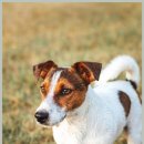 편안한 동물병원 이미지