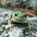 청개구리 이미지