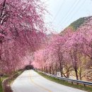 병곡마을 입구화장실 | 경남 거창 벚꽃 명소 추천 월성계곡 병곡마을 수양벚꽃 개화상황 드라이브 포토존 4월 꽃구경