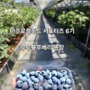 루루 블루베리 체험농장