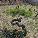 큰소나무농장 | 경북 상주 조경 직접 방문 없이도 만족한 소나무 구입 실제 후기