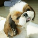 푸쉬푸쉬(합성점) | 시츄 강아지 샴푸,아토피·각질·피부병에 도움 코코몰리 강아지약용샴푸 추천