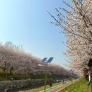 논현로28길(벚꽃길) | 서울 벚꽃명소] 양재천 벚꽃 실시간 개화 상황, (+주차)