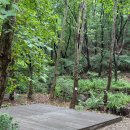 산속정원캠핑장 | [경기도 하남 캠핑장] 서울근교 애견동반 캠핑장 추천 하남 검단산 숲에정원 5번 사이트 후기 및 명당추천