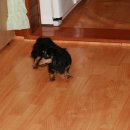 우리애견 이미지