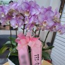 (주) 컬투플라워 | [0525]Mother's Day, 폰즈시티 마켓, BOTIWALLA, Jiang Nan, 한일관, 애틀란타 맛집