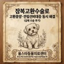 목동찬동물의료센터 | 잠복고환수술로 고환종양·전립선비대증 동시 해결(실제 수술 후기)