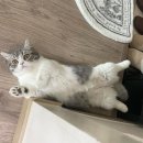 발라당냥 | 발라당 유발자 시에쌤 :)