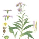 우리 꽃 세밀화 이미지