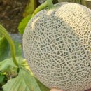 공주농장 이미지