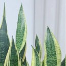 산세베리아 | 🌿 식물 똥 손도 8개월 살렸다! 이사 후 침실에 산세베리아 들인 후기