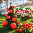 아남자동차 | 포천딸기농장 해마루딸기농원 후기 : 아이랑 딸기체험 최고