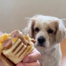 핑크강아지 이미지