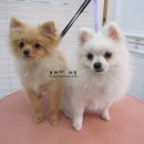 망고&체리 애견샵 이미지