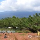 핑크뮬리 이미지