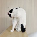 그린펫동물병원 | 강아지 탈취제 고양이 배변 냄새 제거엔 안심 성분 탈취제 그린펫(GreenPet)