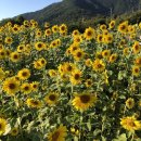 강변장 | 대구논공삼거리, 이렇게 많은 해바라기는 처음이야