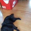 샤워하개 이미지