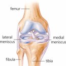 인대 통증 에 관해서 이미지