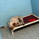 해피댕댕이 이미지