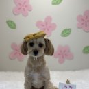 레츠개릿 이미지