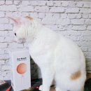 신나고신나개