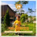금평로 | 강릉현지인] 카페 세라비정원 (갤러리, 야외정원, 산책)