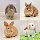 체리쉬펫 이미지