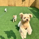 놀펫 강아지유치원 애견호텔 서울애견유치원 성북본원 | [성북구애견운동장 애견유치원] 줄없이 마음껏! 자유롭게 뛰어노는 오프리쉬 놀펫 운동장! 🏃‍♂️