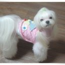 랑이 이미지