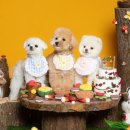 디어마이퍼피 이미지