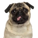 낼름 낼름 이미지