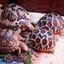 거북이 PC 이미지