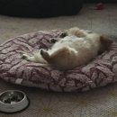 합성동097 | [창원 애견동반 카페] 합성동 카페 :: 뷰 좋은 '라상떼'