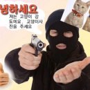 안녕,고양이 이미지