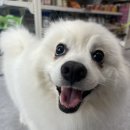 도그마캣작전 | 인천 강아지&고양이 애견용품 '도그마캣작전점' 24시무인편의점