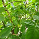 행복나무 이미지