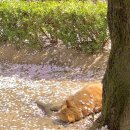 나무 밑 고양이 이미지