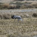 서산의 캐나다두루미(Sandhill crane) 이미지